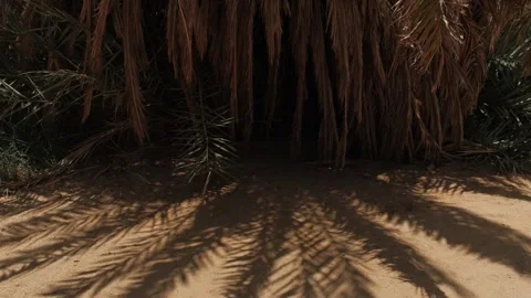 Dense palm canopy creating cool natural shade that protects from intense midday 스톡 동영상 346249209