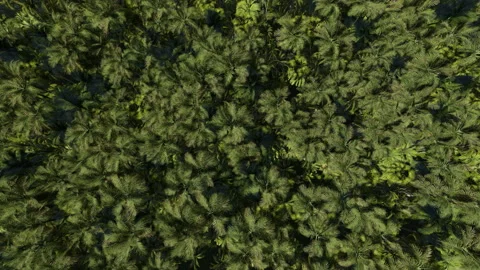 Dense palm tree forest, high view, 4K Stock Footage 194417359