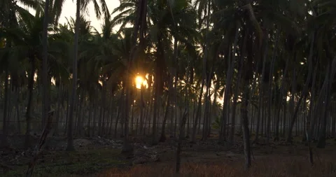 Dense Palm Tree Forest with Sunrise Stock Footage 192301439