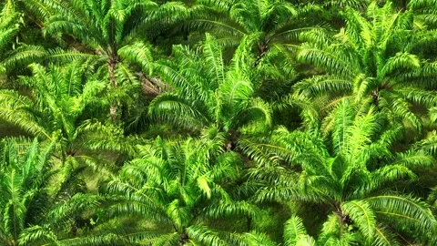 The dense palm tree plantation. Video stock 307774387