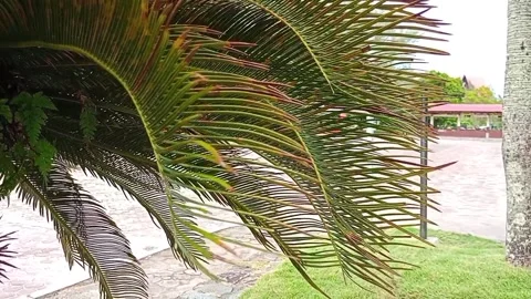 Dense palm trees Stock Footage 276102187