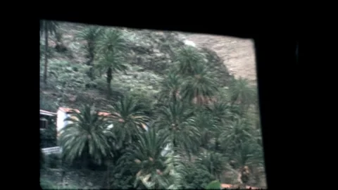 Dense Palm Trees Stock Footage 278167415