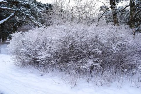 Dense park bush fully covered in thick white snow and frost Fotos Stock