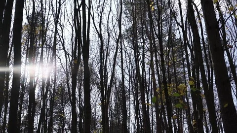 Dense park tree trunk silhouettes hide bright sunlight Video stock 124669560