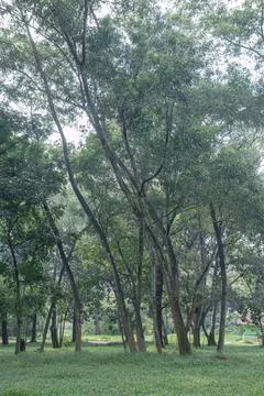 Dense Park Trees for Nature Background and Conservation Design Stock Photos