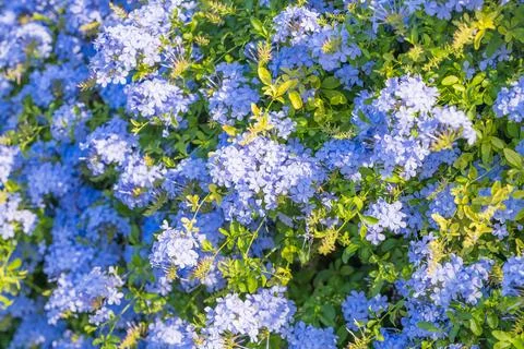 Dense patch of blooming plumbago flowers Stock Photos