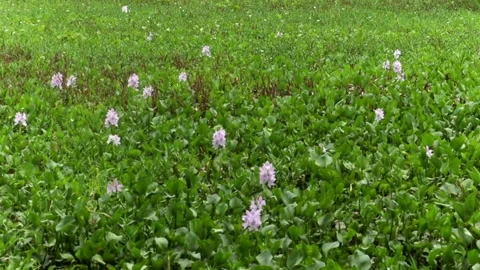 Dense Patch of Blooming Water Hyacinth with Purple Flowers Video stock 336531174