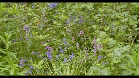 A dense patch of bluebells and other wildflowers blooming in a lush green forest Stock Footage 326369112