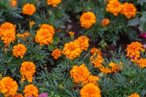 Dense patch of bright orange marigold blossoms photographed close-up, showing 写真素材