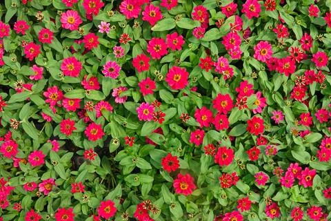 A dense patch of bright pink and red flowers zinnia fills the garden Stock Photos