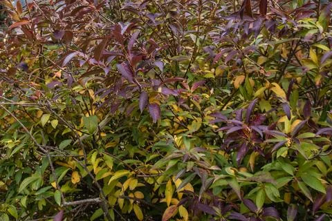 A dense patch of foliage transitions from summer greens to autumn hues, ill.. Stock Photos