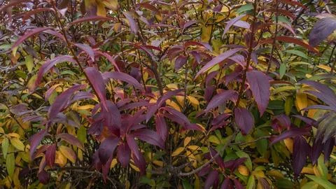 A dense patch of foliage transitions from summer greens to autumn hues, ill.. Stock Photos