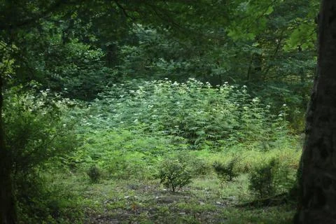 A dense patch of green foliage and white wildflowers grows in a sunlit forest cl Stock Photos