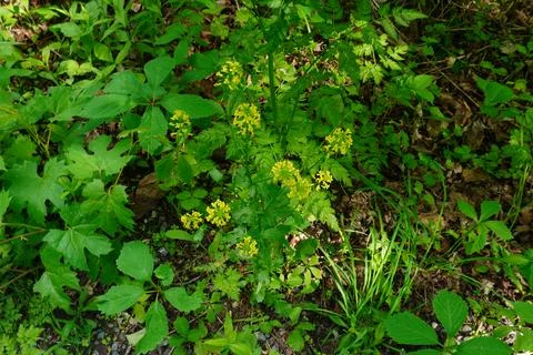 A dense patch of green foliage 写真素材