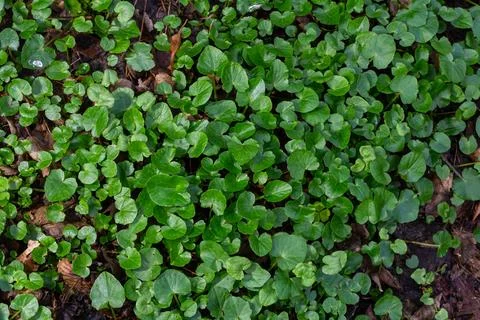 Dense patch of green ground cover fills the forest floor with an array of sma Fotos de archivo