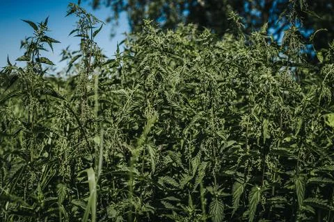 Dense patch of green stinging nettle plants growing in a natural outdoor se.. Stockfoto's