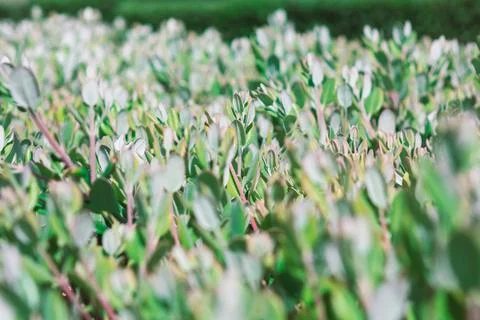 Dense patch of green tropical plants Stock Photos