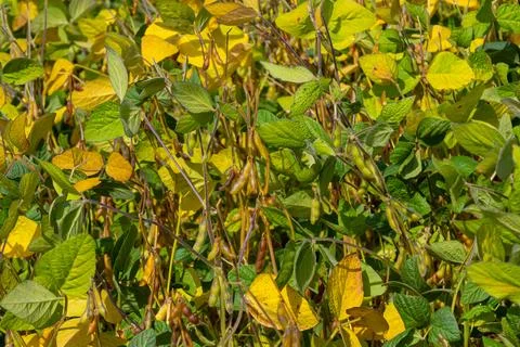 A dense patch of greenery exhibits a mix of yellow and green leaves, showcasi Stockfoto's