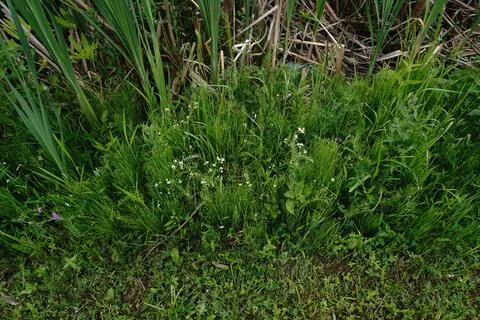 A dense patch of lush green grass and reeds 写真素材
