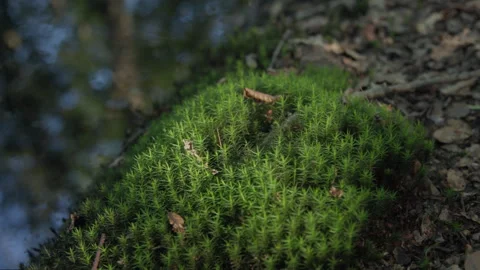 A dense patch of moss growth on the forest floor, close-up Stock Footage 307702993