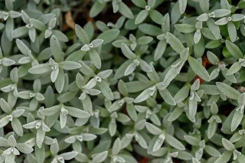 Dense Patch of Pale Green Leaves Stock Photos