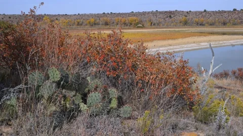 A dense patch of prickly pear cactus (Opuntia spp., family Cactaceae), Lake.. Stock Footage 339028144