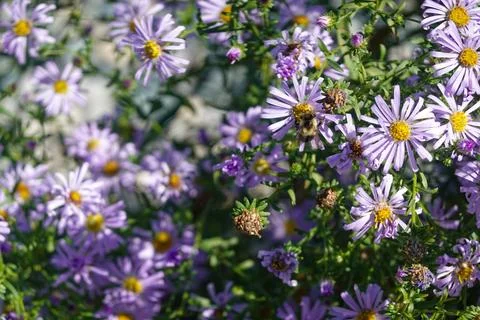 Dense patch of purple aster wildflowers Stock Photos