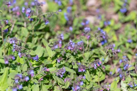 Dense patch of purple flowers attracting pollinators, layered stems and buds, 스톡 사진