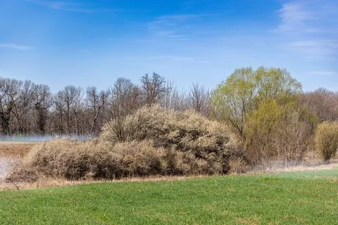 A dense patch of shrubs sits in the middle of an open field bordered by trees in Stock Photos