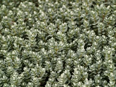 Dense patch of small variegated succulent groundcover Stockfoto's