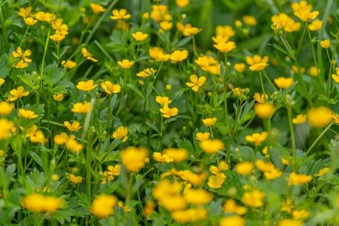 Dense patch of small yellow buttercup flowers in green meadow Stockfoto's
