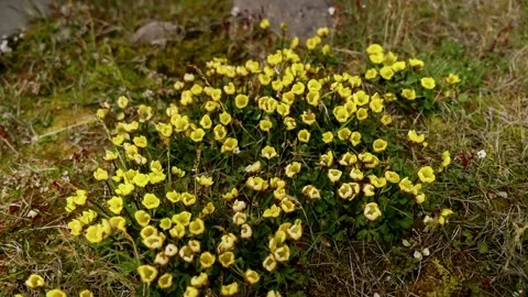 Dense patch of small yellow wildflowers blooming across a mossy, rocky alpine Stock Footage 320687239
