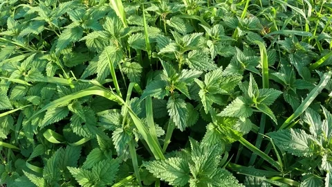 A dense patch of stinging nettles (Urtica dioica) growing in the wild. Stock Footage 321550147