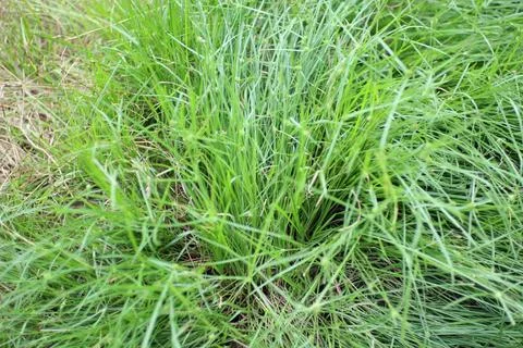 A dense patch of vibrant green grasses growing naturally in a field landscape Stock Photos
