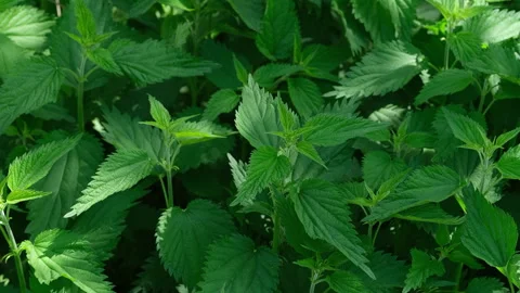 A dense patch of vibrant green stinging nettle plants growing in nature. Vídeos de archivo 335226354