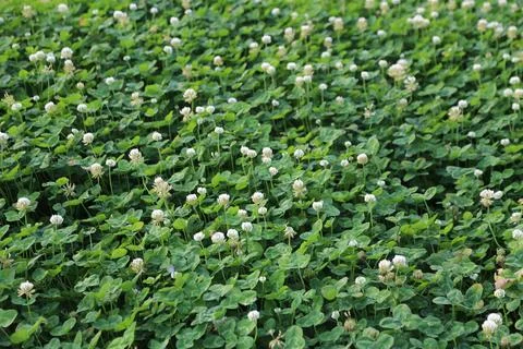 Dense patch of white clover flowers and green trifoliate leaves forming a n.. 写真素材