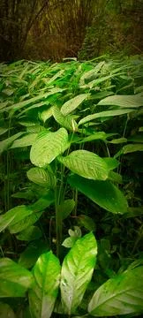 Dense patch of wild understory plants with elongated green leaves covering fo 스톡 사진