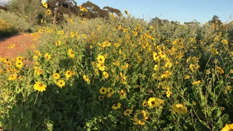 Dense Patch Of Yellow Flowers Bathed In Gentle Afternoon Light 4K Vídeos de archivo 126167889