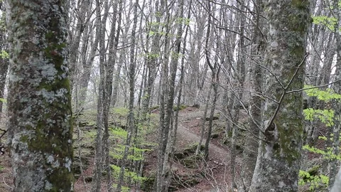 The dense path of the trees Stock Footage 75199474