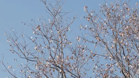 Dense Pattern of Bare Pradoo Tree Branches with Dried Samara Pods Stock Footage 326086687