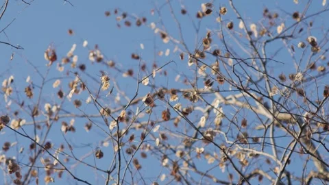 Dense Pattern of Bare Pradoo Tree Branches with Dried Samara Pods Stock Footage 326086689