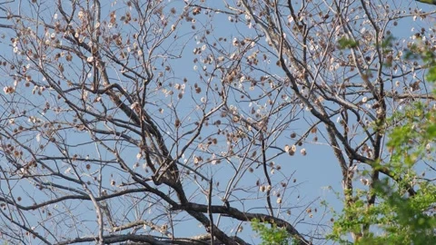 Dense Pattern of Bare Pradoo Tree Branches with Dried Samara Pods Stock Footage 326086693