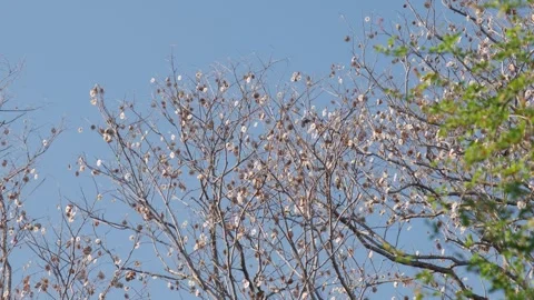 Dense Pattern of Bare Pradoo Tree Branches with Dried Samara Pods Stock Footage 329145230