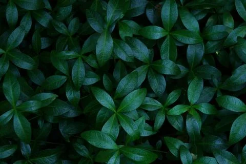 Dense pattern of dark green glossy leaves in a close-up view texture Stock Photos
