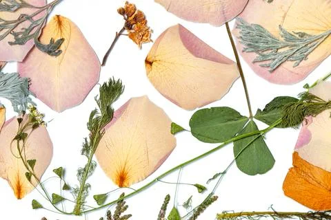 A dense pattern of dried pink flower petals and green clover leaves on a clea Stockfoto's