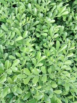 Dense Pattern of Fresh Green Foliage Leaves Stock Photos
