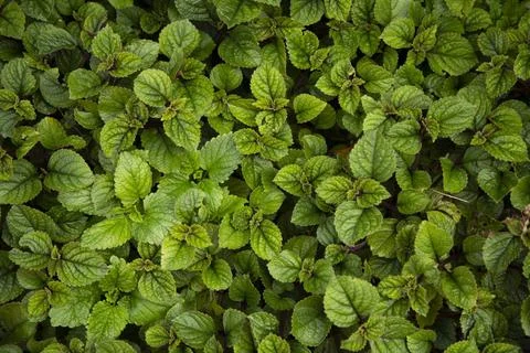 A dense pattern of fresh green mint leaves covering the ground, Auckland, ... Foto stock
