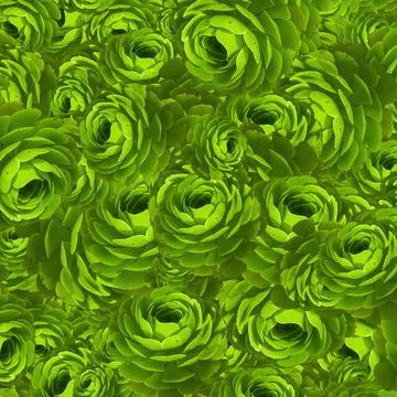 Dense pattern of green succulent rosettes Stock Photos