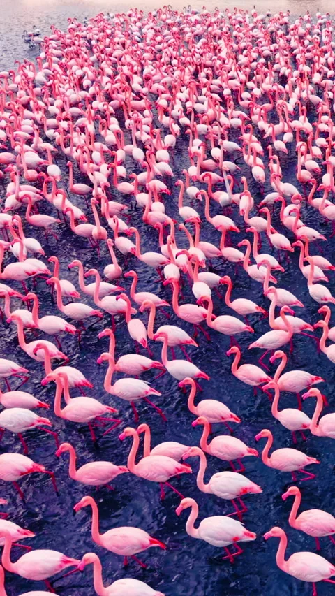 Dense pattern of pink flamingos in shallow water Vertical video. Stock Footage 332346257