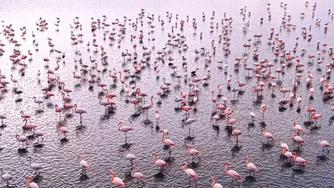 Dense pattern of pink flamingos spread across lake surface Stock Footage 328660993